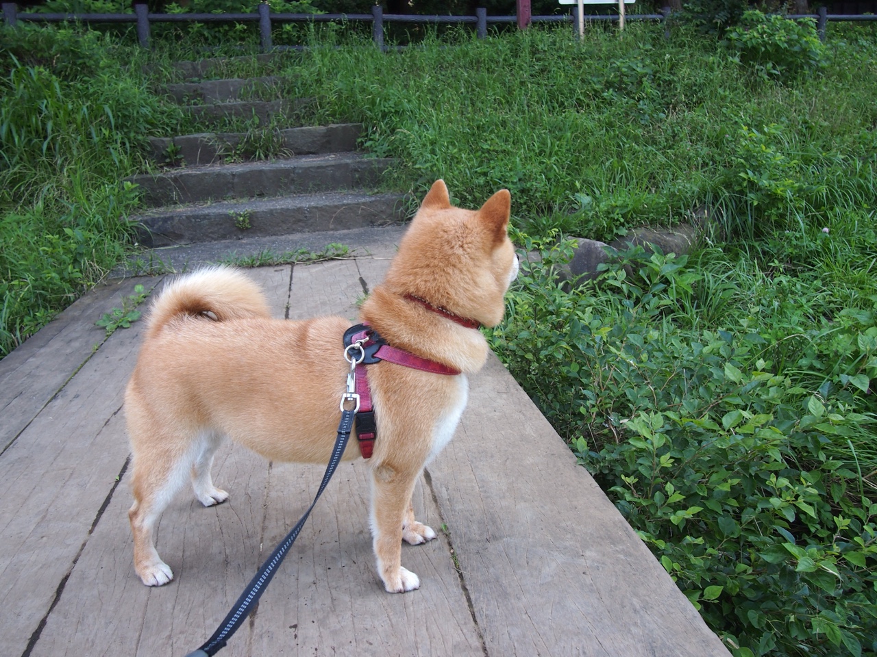 未来乒乓球智能化趋势，科技助力提升竞技水平，乒乓球是智能体能技能三者结合