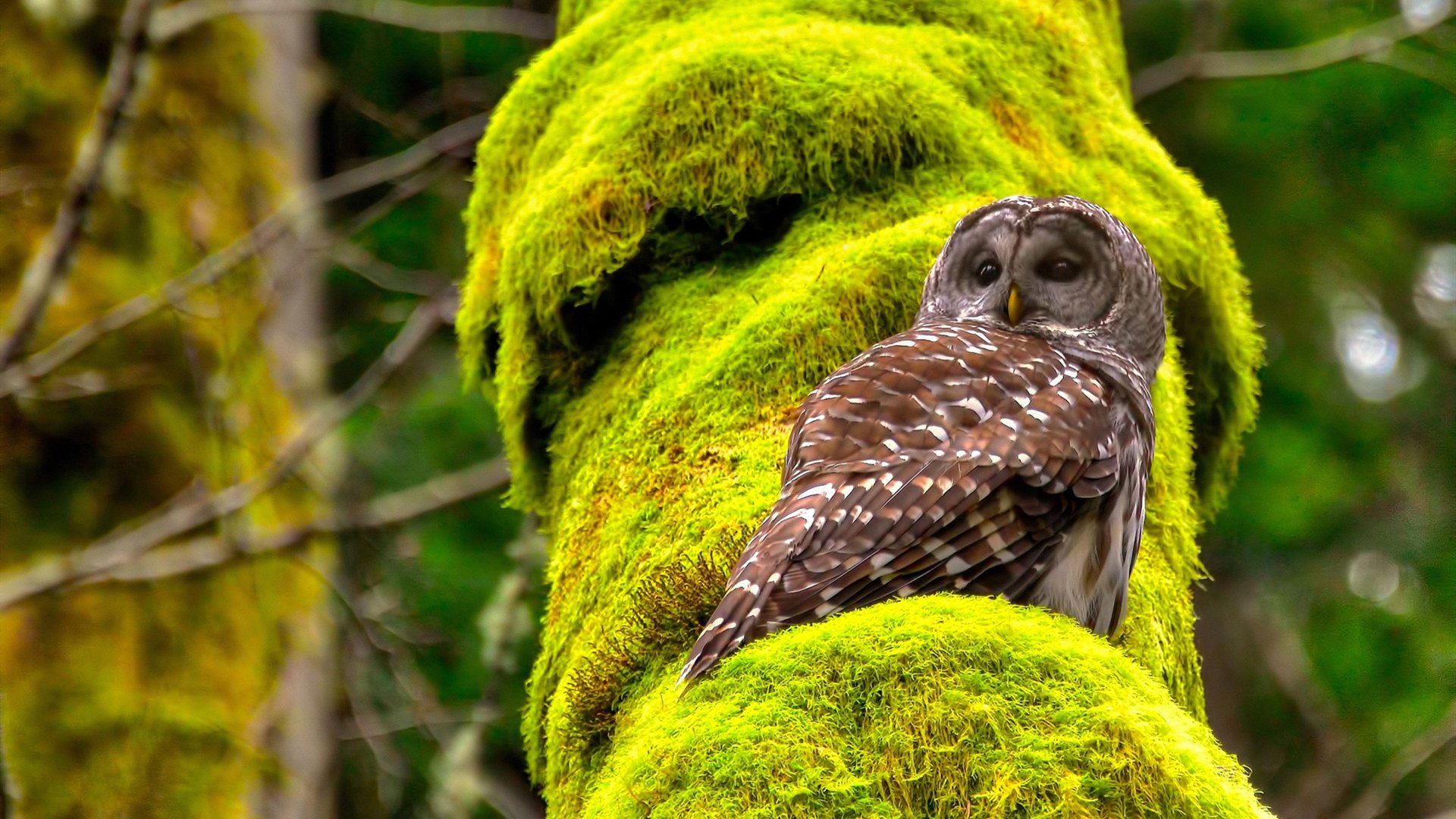球员节奏感与投篮节奏的协调方式，投篮音乐节奏感