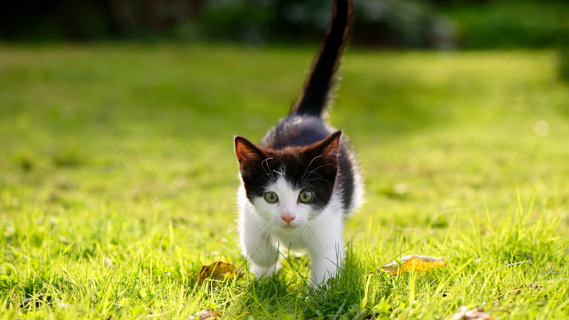 皇家贝蒂斯通过中路渗透创造良机，皇家贝蒂斯是谁的小弟