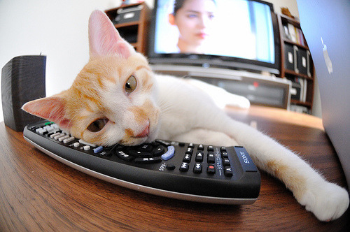 塞尔维亚女篮在欧洲锦标赛中不断突破，争夺最高荣誉，塞尔维亚女蓝